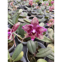 Орхидея Phal. Sin Yuan GB Leopard Princess бабочка - купить